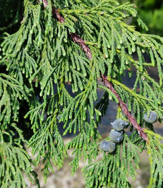 Chamaecyparis nootkanensis 'Pendula'